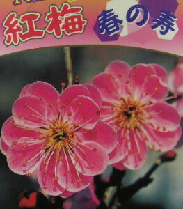 t̎ Ԕ~ c nmRguL ͂̂ƂԂy Ԗ Ԕ~ ͂Ȃ niEz