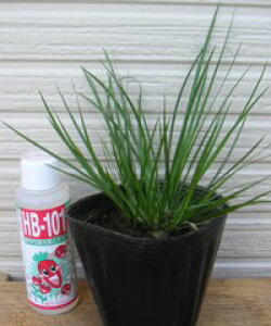 姫石菖(ヒメセキショウ) 苗 苗木 ポット植え