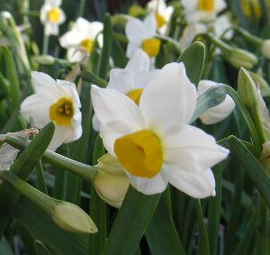 {@3|bgA×2|bg@jzXCZ@{XCZ@|bgA@jzYCZ