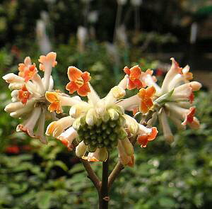 三又(ミツマタ) 赤花 苗 苗木 4寸ポット植え 接ぎ木苗 接木のためとても丈夫です