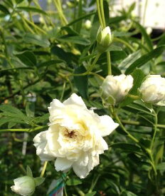 白花　モッコウバラ（木香薔薇）八重咲き