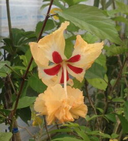 【ハイビスカス】風鈴ヒビスカス(イエローフラミンゴ、レモンフラミンゴ)【熱帯植物・トロピカルフラワー・ハワイアンフラワー・ハイビスカス】