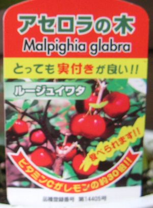 珍しい 果樹 花木 苗 植物 ルージュイワタ オンラインショップ 超安い を日本花卉で探してみませんか？ アセロラ 鉢植え