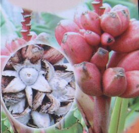 赤実バナナ（ピンクバナナ・アケビバナナ）耐寒性バナナ　《熱帯果樹苗》＊寒さに強いバナナ！　＊寒い時期は葉が無い場合があります！