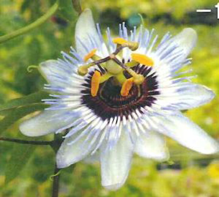 楽天市場 時計草パッシフローラ クリアー スカイ 熱帯植物 トロピカルフラワー パッシフローラ 時計草 日本花卉ガーデンセンター Annex