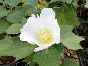 uiVtEj@|bgA@d炫ԃtE@c@c