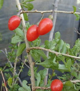 NR@mX @c@c؁@@4|bgA@iVɌȂNR̎jsʎctSWx[