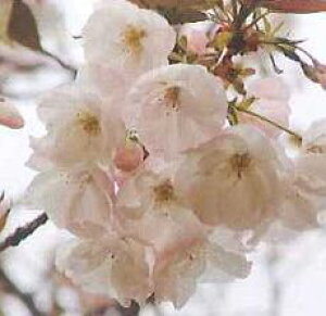 ���@�c�؁@�i�������@�@���@�@�@�c�؁@�c�@�y��؉Ԗ؁E���E�T�N���E������z