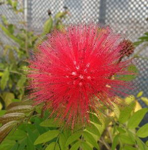 カリアンドラ・ハエマトケファラ(赤花) 苗 苗木