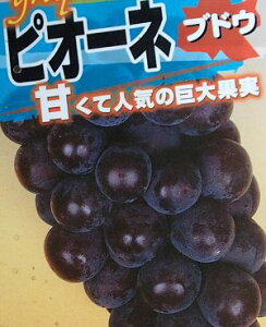 Ԃǂ@c؁@sI[l@i}؁jԂǂ c c uhE sʎct@̕c؁@uhE̕c
