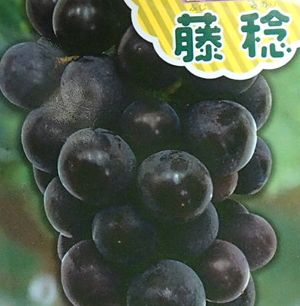 珍しい 果樹 花木 苗 古典 植物 を日本花卉で探してみませんか？ 藤稔 挿し木 苗木 ふじみのり 超可爱の ブドウ ぶどう 葡萄《果樹苗》
