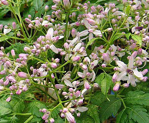 一才センダン(5寸鉢植え) 苗 苗木 花付の良いセンダン