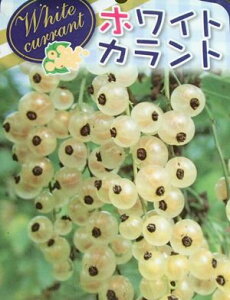 白房スグリ 苗木 苗 (ホワイトカーラント) 《果樹苗》 スグリ すぐり 苗 苗木
