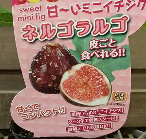 @c@c؁@ycz@lSSiC`WNjsʎct