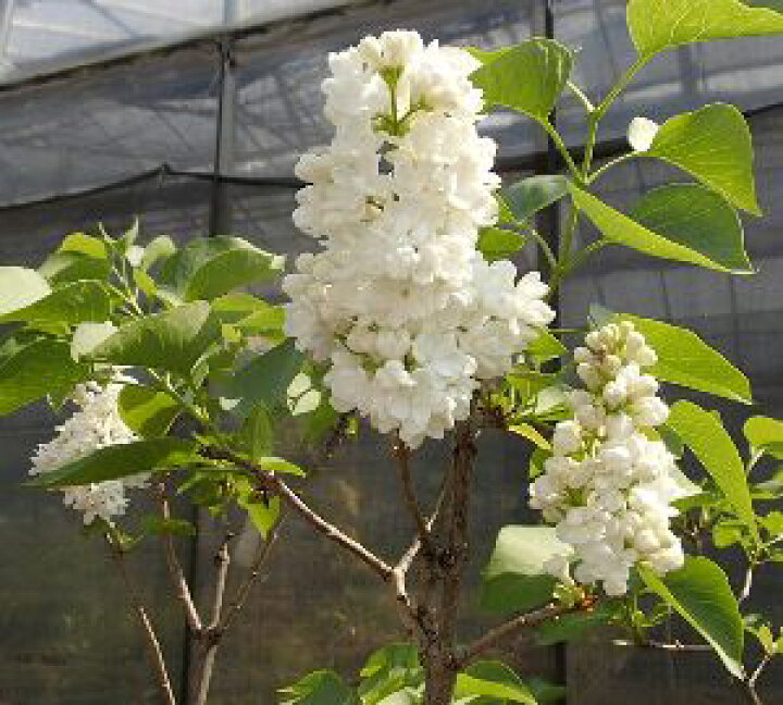 楽天市場 ライラック 白花 苗 苗木 花木庭木 ライラック リラの木 日本花卉ガーデンセンター Annex