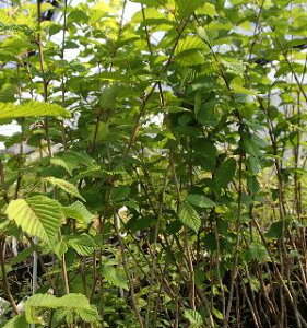 cmnVo~sʎct@c@c؁@ʎ@ʎc@w[[ibc̒