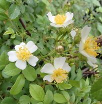 楽天市場】トゲ なし 薔薇（ガーデニング・農業｜花・ガーデン・DIY 