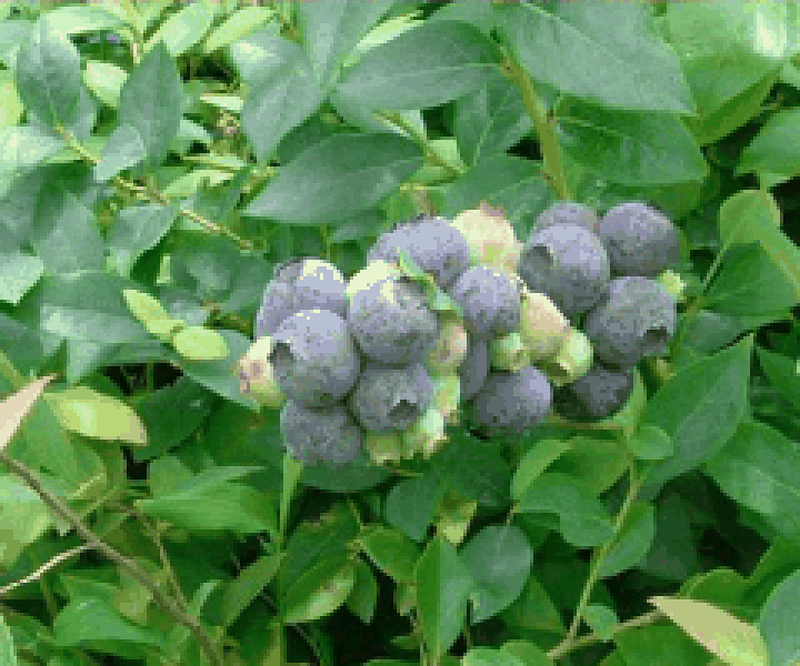 ブルークロップ☆ジャージー　2品種　ブルーベリー苗木　ハイブッシュ系 ブルーベリー 苗木2種 セット ハイブッシュ系【 ブルークロップ