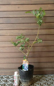 ブルーベリー 苗木  アーリーブルー 苗(ノーザンハイブッシュ系)《果樹苗》