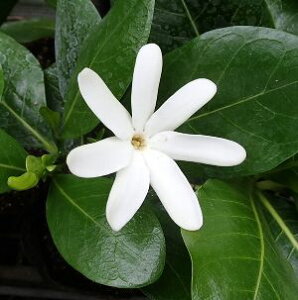 N`iV@c@c؁@^q`N`iVieBA^q`j@5