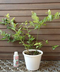 ブルーベリー 鉢植えの人気商品 通販 価格比較 価格 Com