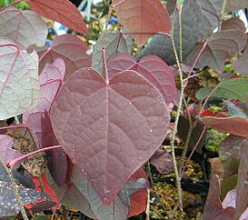 丸葉の木(マルバノキ、紅万作）　苗　苗木　庭木