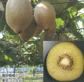 キウイフルーツ（東京ゴールド）（日本産メス木）《果樹苗》　PVP商品（種苗法登録品種）