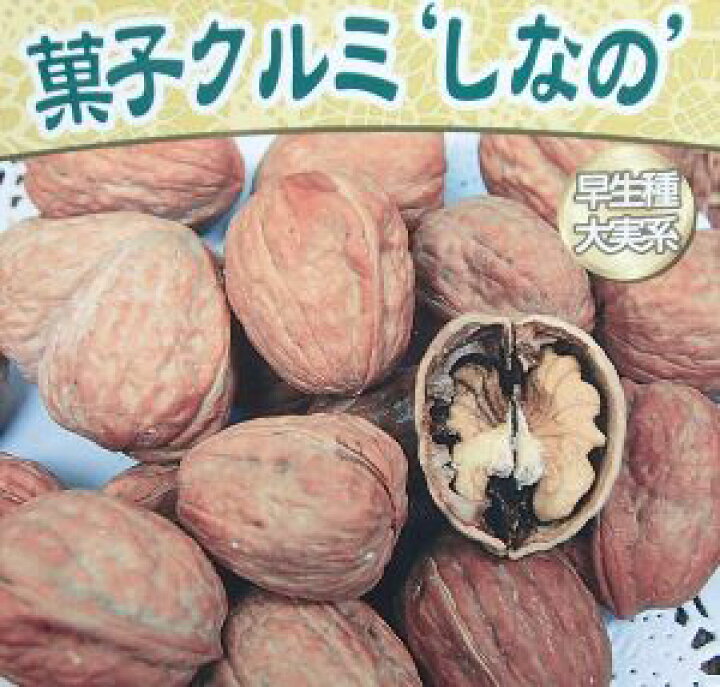 楽天市場】【大株】信濃くるみ（シナノクルミ） 《果樹苗》 : 日本花卉 
