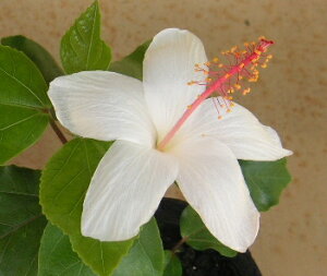 ynCrXJXzy荢 znCrXJXCAGinj@c@c؁@@*G߂ɂAtԂ̓Tvʐ^Ƒ傫قȂꍇ܂yMѐAEgsJt