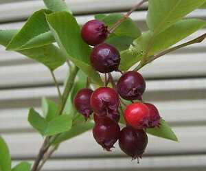 �W���[���x���[�@�@�c�@�c�؁@ �i�A�����J�U�C�t���{�N�j�W�����x���[�i�ʎ��c�j�i����15�`40�Z���`���x�j