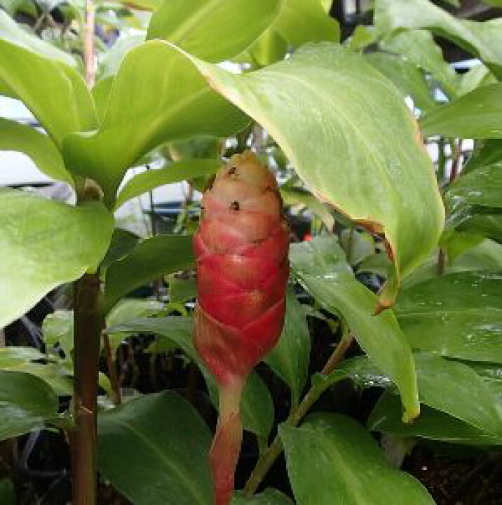 楽天市場 シャンプージンジャー 白ウコン 日本花卉ガーデンセンター Annex