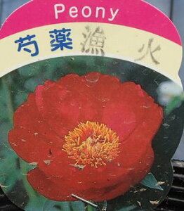 苗 芍薬の人気商品 通販 価格比較 価格 Com