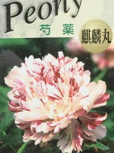 䉖iVNNj@iيہ@|bgA@c