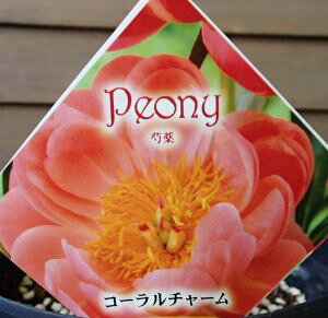 【11月下旬以降出荷予定】2年生養成大株芍薬(シャクヤク) コーラルチャーム 苗