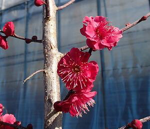 g~ Ԕ~ c ܂΂ JSV}REoCy Ԗ Ԕ~ ͂Ȃ niEz