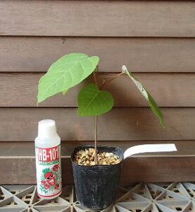 �V���L�i���؁j�@�c�@�c��