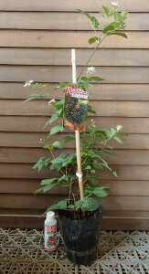 苗 ブラックベリーの人気商品 通販 価格比較 価格 Com