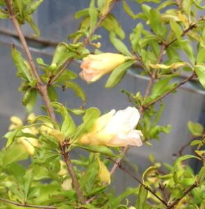 植木 盆栽 ザクロ 農業資材 ガーデニング用品の人気商品 通販 価格比較 価格 Com