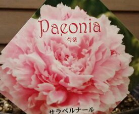 楽天市場 芍薬 サラベルの通販