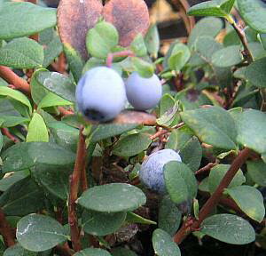 クロマメノキ(アサマベリー)《果樹苗》 苗 苗木