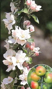 リンゴ 苗木 2年生苗 りんご バレリーナツリー(ボレロ)《果樹苗》*先端カットしている場合があります!