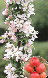 S@c؁@2Nc@񂲁@o[ic[i|Jjsʎct[JbgĂꍇ܂I