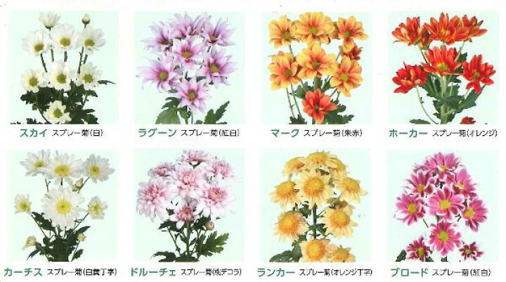 楽天市場】お盆咲きスプレー菊カラフルセット 5ポットセット（4〜5品種