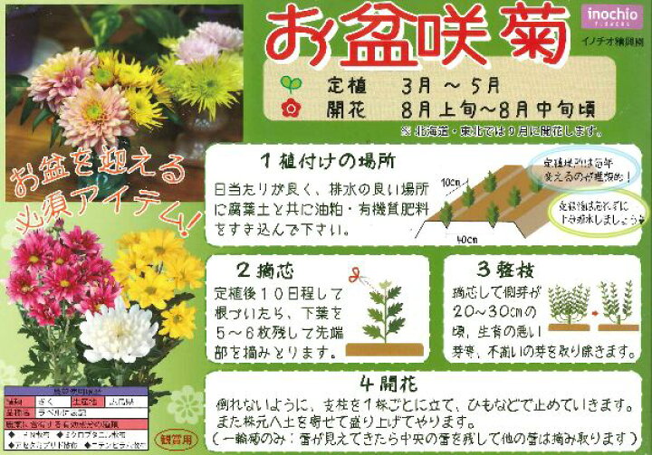 楽天市場】お盆咲きスプレー菊カラフルセット 5ポットセット（4〜5品種 