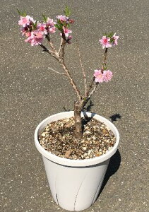 花 桃 鉢植えの人気商品 通販 価格比較 価格 Com 花 桃 鉢植えの人気商品 通販 価格比較 価格 Com