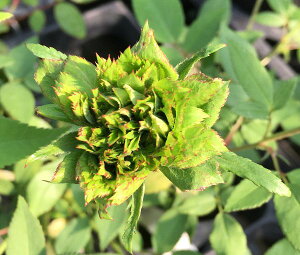 緑のバラ(グリーンローズ)薔薇 ばら 苗 苗木