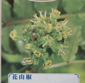 楽天市場 花山椒の通販 楽天市場 花山椒の通販