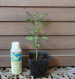 コブミカン（バイマックル）　実生苗1年生　樹高10〜20センチ程度　《熱帯果樹苗》