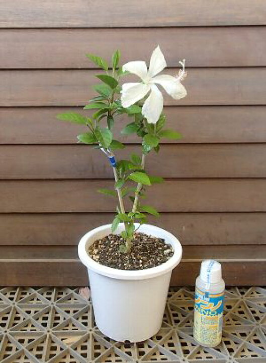 楽天市場】【ハイビスカス】「鉢植え」 ホワイトバタフライ 苗 苗木 