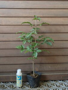 アオダモ(バットの木)ポット苗